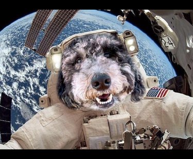 17 Canine Explorers Set for Space Missions