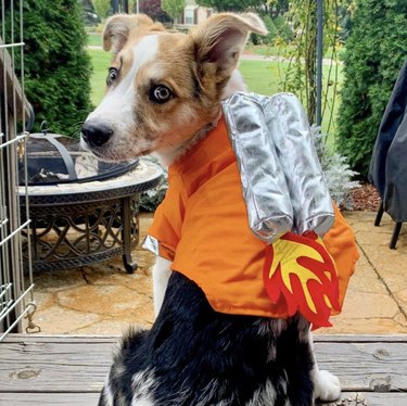 17 Canine Explorers Set for Space Missions