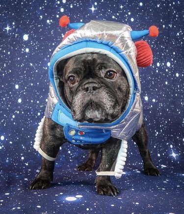 17 Canine Explorers Set for Space Missions