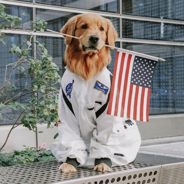 17 Canine Explorers Set for Space Missions