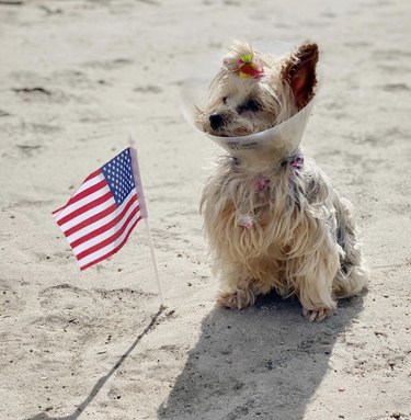 17 Canine Explorers Set for Space Missions