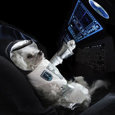 17 Canine Explorers Set for Space Missions