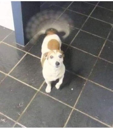 16 Adorable Blurry Dog Photos That Will Make You Smile