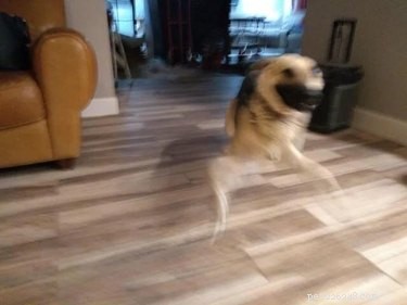 16 Adorable Blurry Dog Photos That Will Make You Smile
