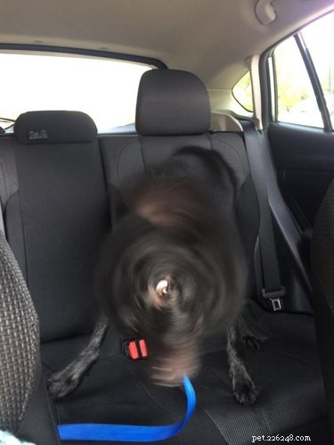 16 Adorable Blurry Dog Photos That Will Make You Smile