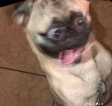 16 Adorable Blurry Dog Photos That Will Make You Smile