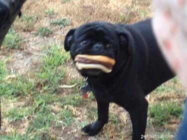 16 Adorable Blurry Dog Photos That Will Make You Smile