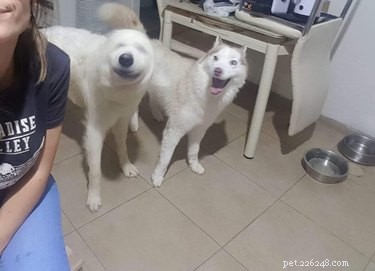 16 Adorable Blurry Dog Photos That Will Make You Smile