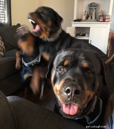 16 Adorable Blurry Dog Photos That Will Make You Smile