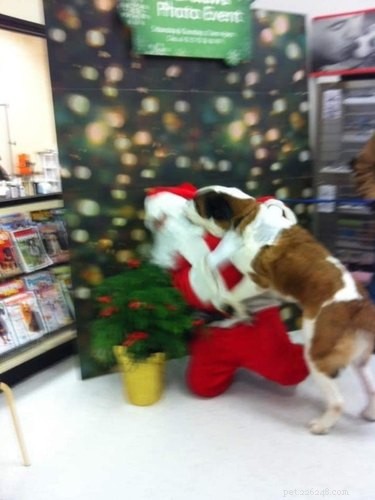 16 Adorable Blurry Dog Photos That Will Make You Smile