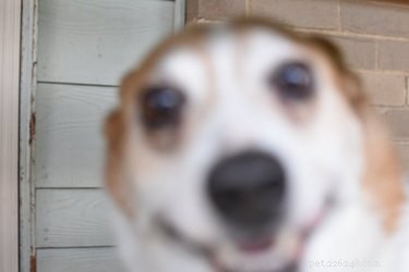 16 Adorable Blurry Dog Photos That Will Make You Smile