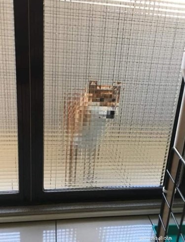 16 Adorable Blurry Dog Photos That Will Make You Smile