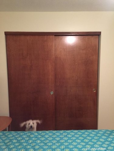 16 Adorable Blurry Dog Photos That Will Make You Smile