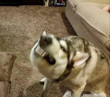 16 Adorable Blurry Dog Photos That Will Make You Smile