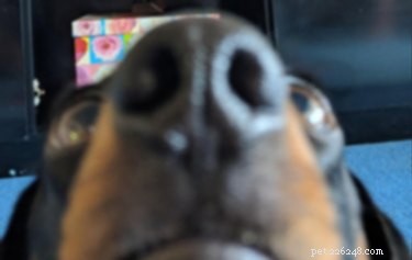 16 Adorable Blurry Dog Photos That Will Make You Smile