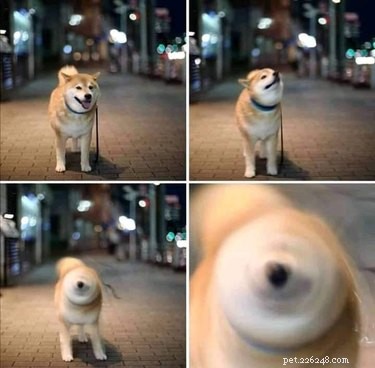 16 Adorable Blurry Dog Photos That Will Make You Smile