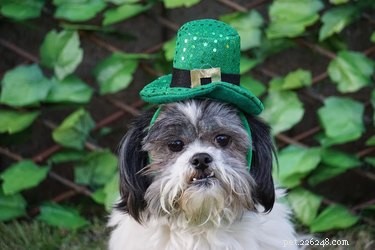 16 Dogs Eagerly Awaiting Spring: A Heartwarming Look at Their Seasonal Anticipation
