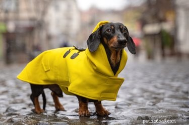 16 Dogs Eagerly Awaiting Spring: A Heartwarming Look at Their Seasonal Anticipation