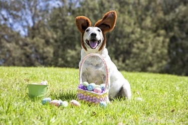 16 Dogs Eagerly Awaiting Spring: A Heartwarming Look at Their Seasonal Anticipation