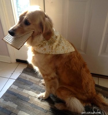 16 Dogs Eagerly Awaiting Spring: A Heartwarming Look at Their Seasonal Anticipation