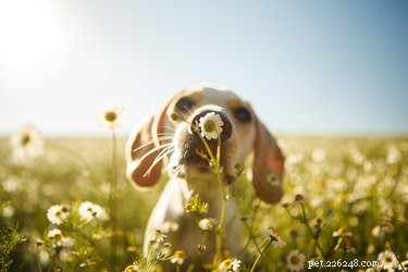 16 Dogs Eagerly Awaiting Spring: A Heartwarming Look at Their Seasonal Anticipation