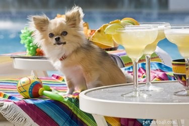 16 Dogs Eagerly Awaiting Spring: A Heartwarming Look at Their Seasonal Anticipation