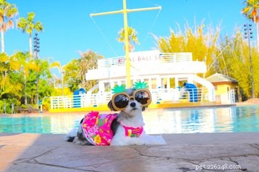 16 Dogs Eagerly Awaiting Spring: A Heartwarming Look at Their Seasonal Anticipation