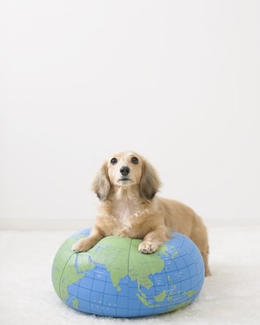 16 Dogs Eagerly Awaiting Spring: A Heartwarming Look at Their Seasonal Anticipation