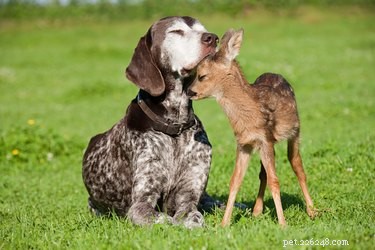 16 Dogs Eagerly Awaiting Spring: A Heartwarming Look at Their Seasonal Anticipation