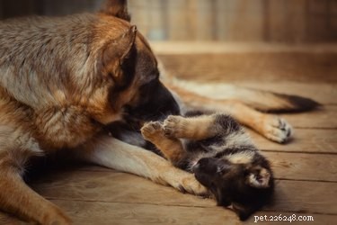 16 Dogs Eagerly Awaiting Spring: A Heartwarming Look at Their Seasonal Anticipation