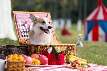 16 Dogs Eagerly Awaiting Spring: A Heartwarming Look at Their Seasonal Anticipation