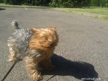 16 Dogs Eagerly Awaiting Spring: A Heartwarming Look at Their Seasonal Anticipation