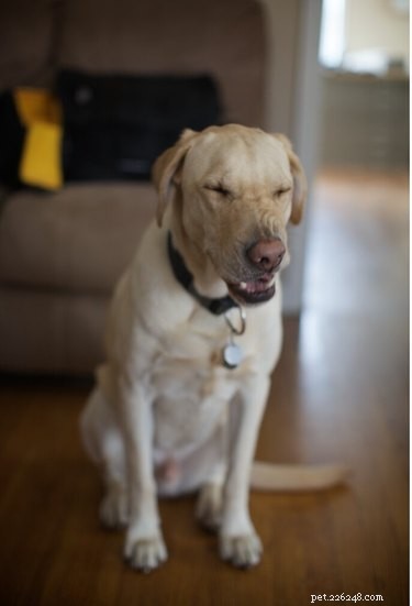 16 Dogs Eagerly Awaiting Spring: A Heartwarming Look at Their Seasonal Anticipation