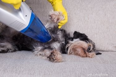 16 Dogs Eagerly Awaiting Spring: A Heartwarming Look at Their Seasonal Anticipation