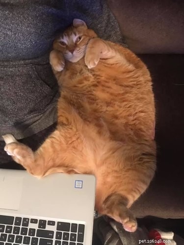 The Ultimate Collection of #BestBellyChallenge Cat Belly Photos