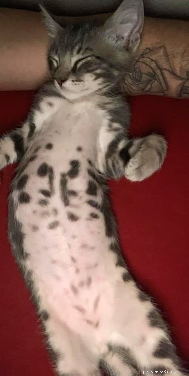 The Ultimate Collection of #BestBellyChallenge Cat Belly Photos