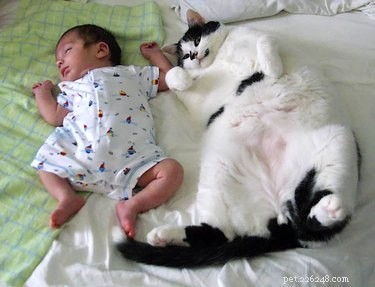 The Ultimate Collection of #BestBellyChallenge Cat Belly Photos