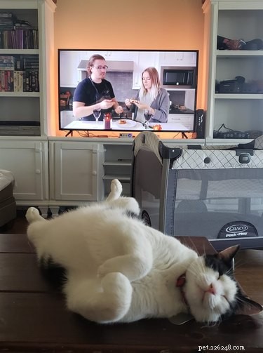 The Ultimate Collection of #BestBellyChallenge Cat Belly Photos