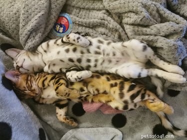 The Ultimate Collection of #BestBellyChallenge Cat Belly Photos