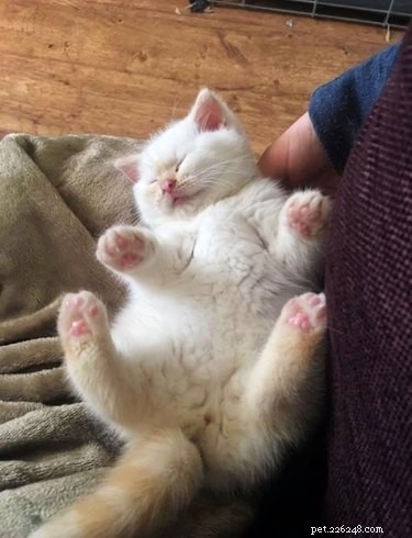 The Ultimate Collection of #BestBellyChallenge Cat Belly Photos
