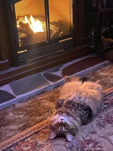 The Ultimate Collection of #BestBellyChallenge Cat Belly Photos