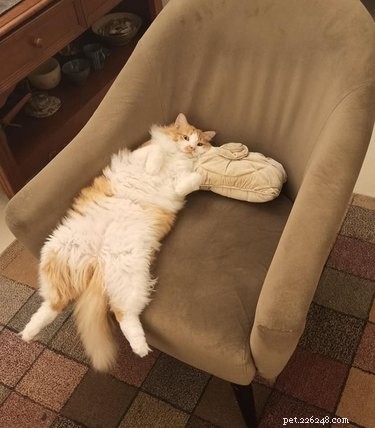 The Ultimate Collection of #BestBellyChallenge Cat Belly Photos