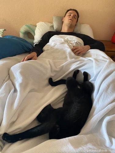 The Ultimate Collection of #BestBellyChallenge Cat Belly Photos