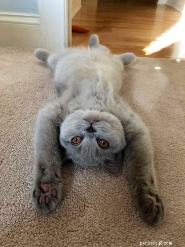 The Ultimate Collection of #BestBellyChallenge Cat Belly Photos