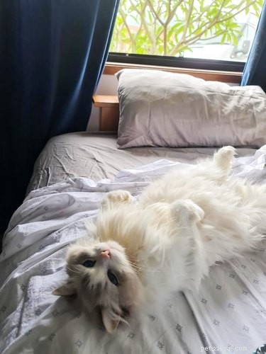 The Ultimate Collection of #BestBellyChallenge Cat Belly Photos