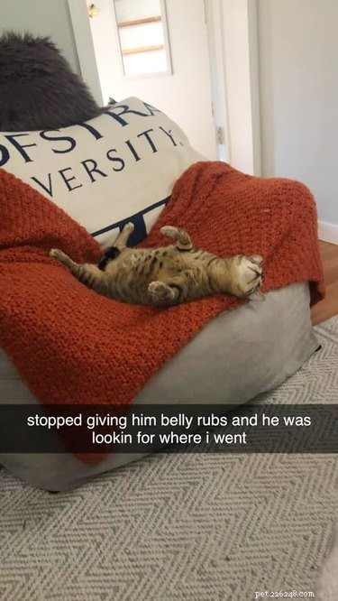 The Ultimate Collection of #BestBellyChallenge Cat Belly Photos