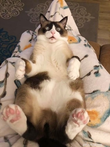 The Ultimate Collection of #BestBellyChallenge Cat Belly Photos