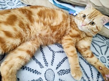 The Ultimate Collection of #BestBellyChallenge Cat Belly Photos