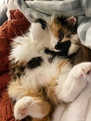 The Ultimate Collection of #BestBellyChallenge Cat Belly Photos