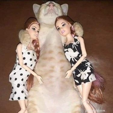 The Ultimate Collection of #BestBellyChallenge Cat Belly Photos